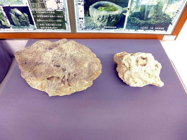 隆起サンゴ礁堆積物（ヤマイシ）