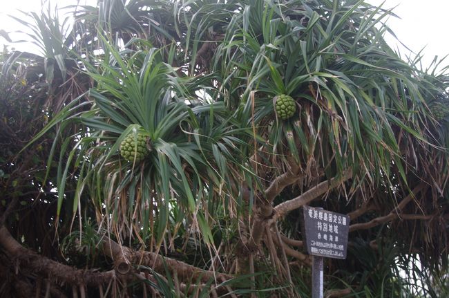 アダンの木を見ると島に来たな〜と思います。