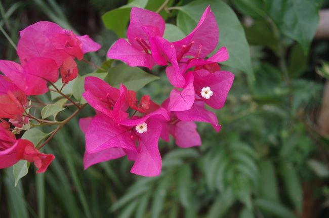 ブーゲンビリア