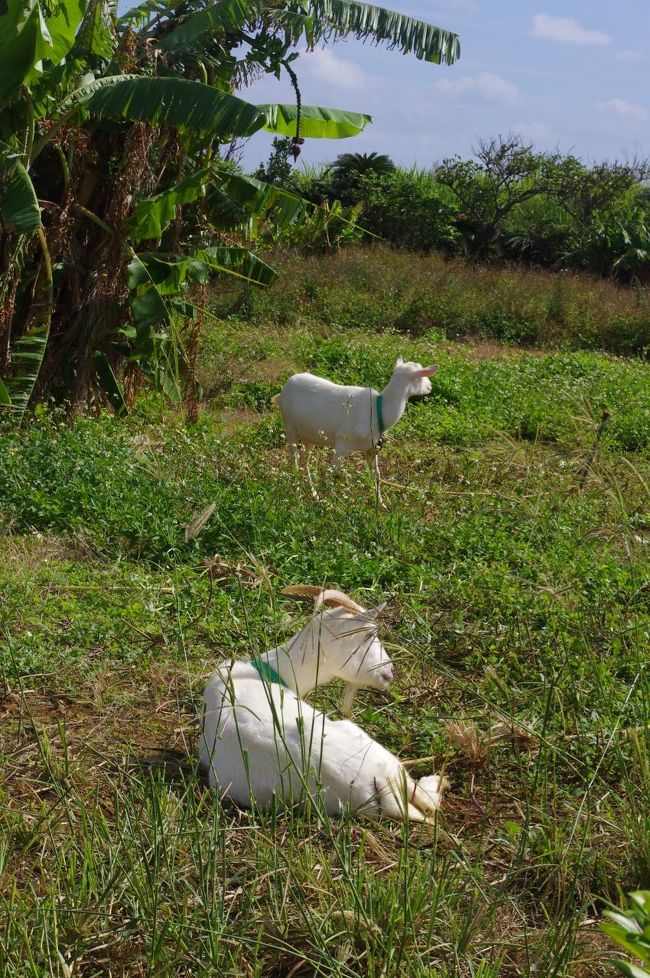やぎさんに会いました。