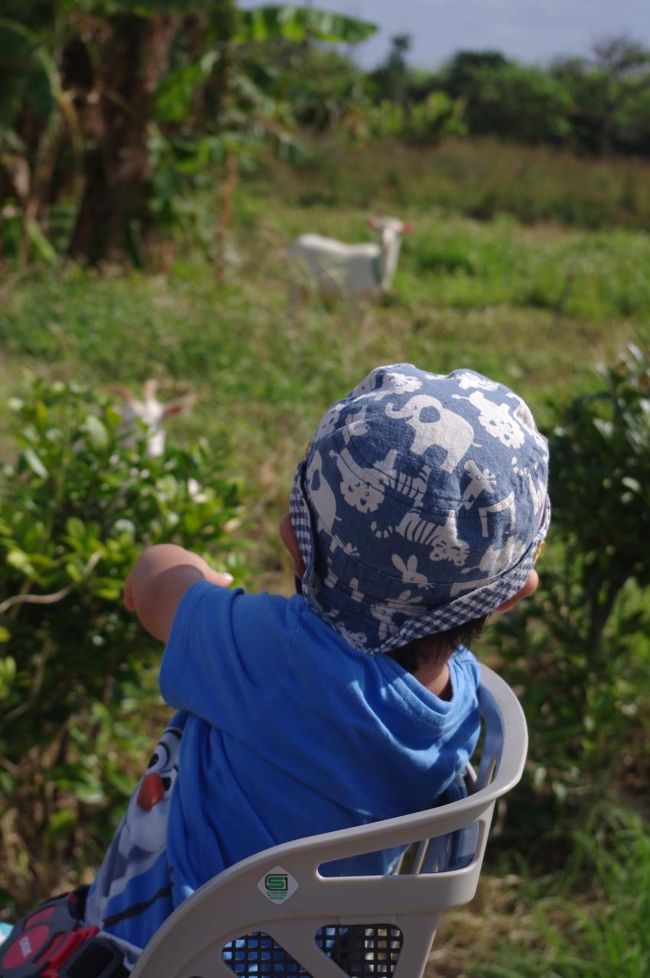 やぎと遊びたそうだったけど我慢・・・