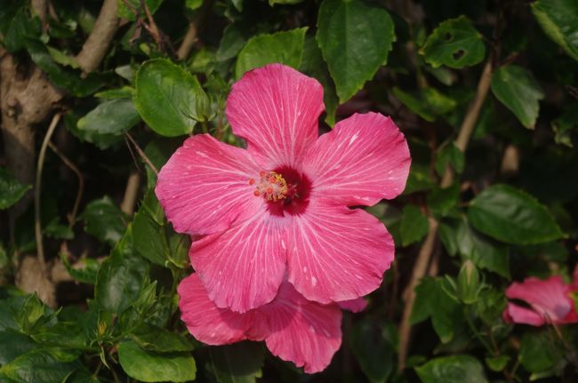 前半はきれいな花を撮る余裕はありましたが後半は・・・<br />ぐったりでした。