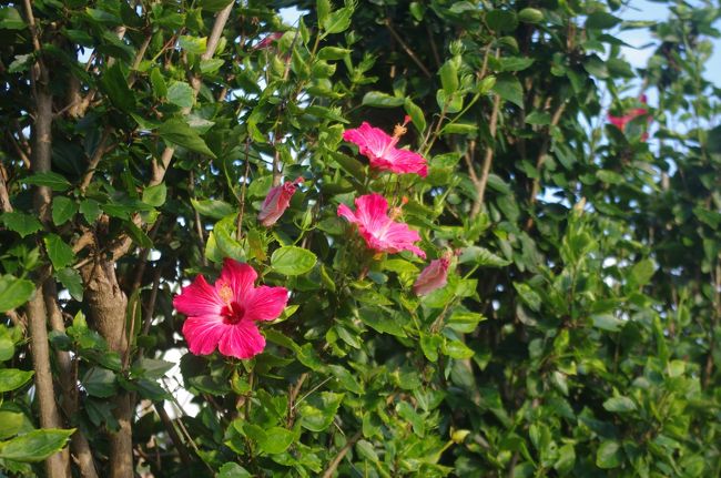 たくさん咲いてましたよ♪