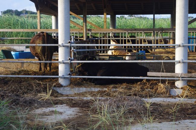 うしもたくさんいました。