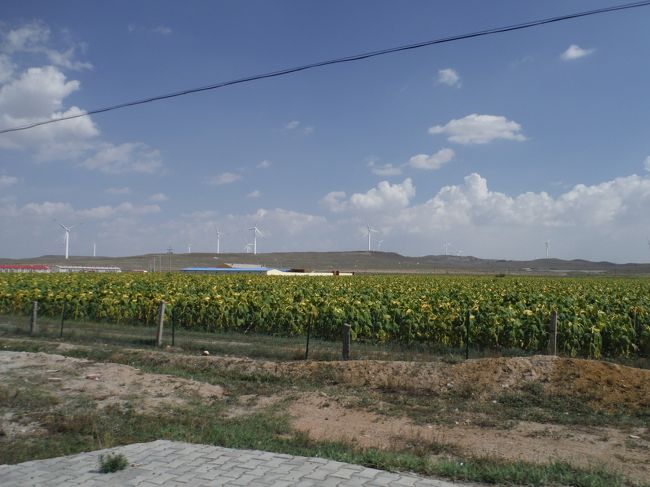 花の終わったひまわりの畑。