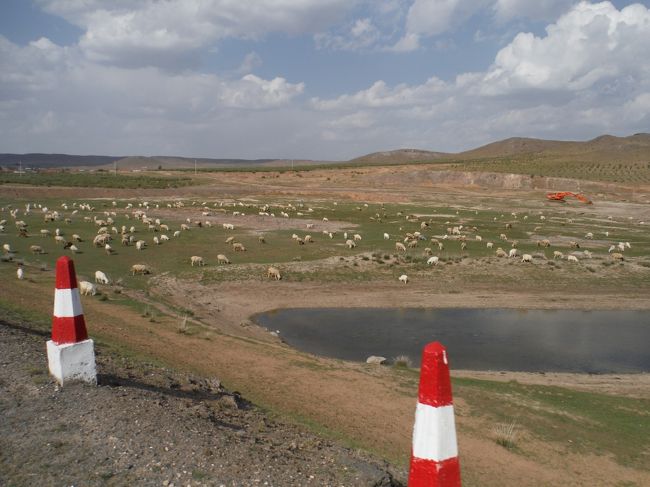 羊がいっぱい居る。