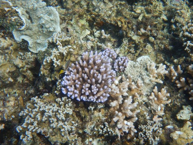 きれいなサンゴ<br />大切にしてほしい