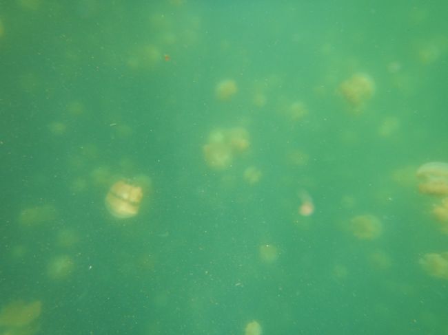 クラゲが大量。<br />大量のところまで泳ぐのは<br />疲れました