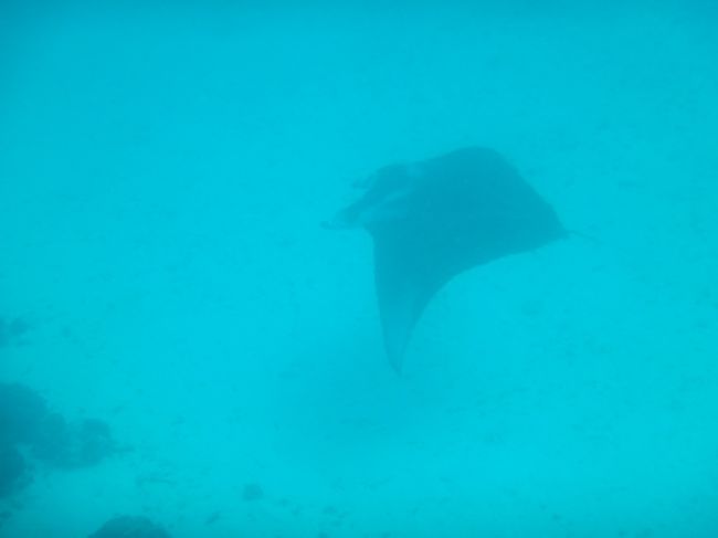 １本目にマンタが出ました。<br />マンタに見えるかな？