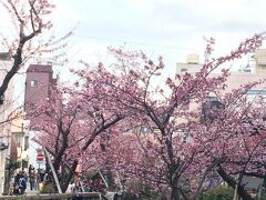 延命堂から糸川遊歩道をぶらり散歩。
この時期は熱海桜が川沿いに満開になっています！
