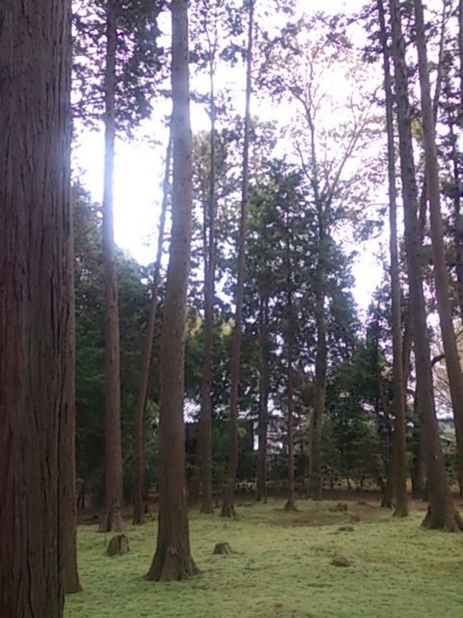 鑑真和上の墓所である開山御廟周辺。美しい。<br />そしてどうやら、これしか写真を撮ってませんでした……。<br />唐招提寺も仏像が美しい。こちらももう一度じっくりと仏像を観に行きたいなー。