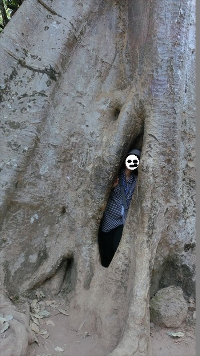 タ・プローム<br />　　大きな木の穴