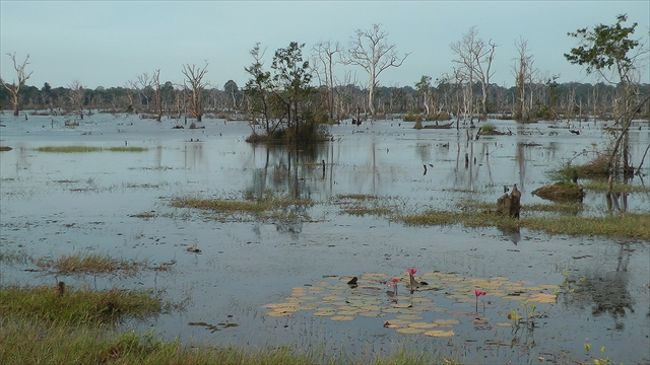 ニャック・ポアン<br />　　参道の池<br />　　<br />　　ハスの花と枯れ木の風景がすばらしいです。