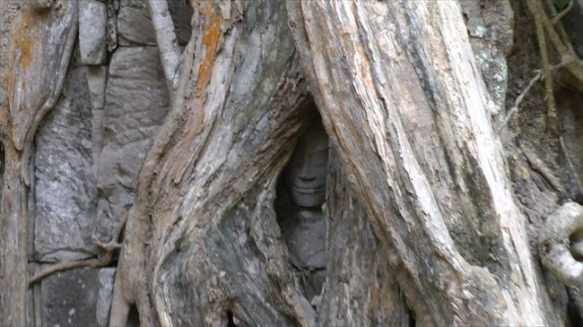 タ・プローム<br />　　木の根に埋まった仏像の顔