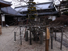 一度旧道に戻ったものの、再び裏道へ戻り、今度は瑞光寺へ。
この寺は、関氏の菩提寺だったそうで、本堂の前には、徳川家康が賞味したという権現柿が。
柿の樹とは思えないほど低く、不思議な感じだ。