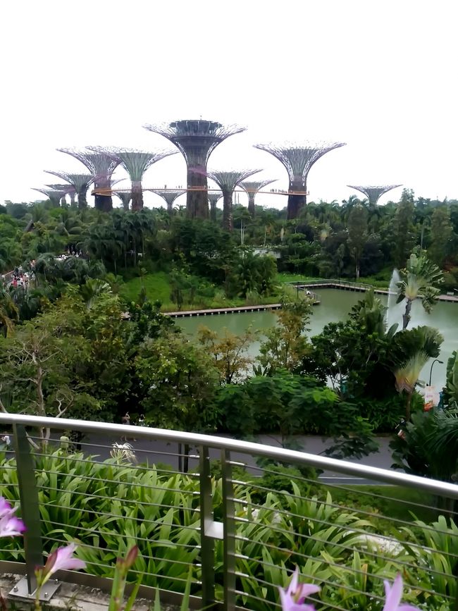 再度地下鉄に乗ってベイフロント駅で下車。｢ガーデンズバイザウェイ｣を訪れました。テレビでシンガポールの特集などをやっているとよく出てくるのでとりあえず見ておこうと思いました。入口の横にチケット売場がありますがただ公園を見るだけなら無料です。樹木間を移動する吊り橋は小雨が降っていたので登れませんでした。