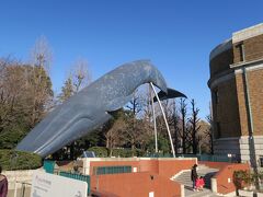 次は、上野の噴水公園を南下します。
科学博物館前のクジラをパチリ。
子供が小さい頃はよく来たなぁ。