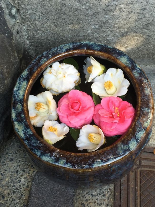 綺麗で可愛いですね