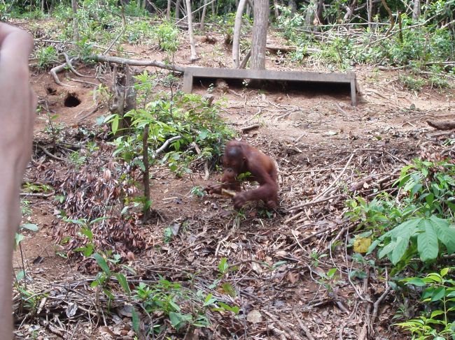そろそろ、オランウータンを見にいきます。ホテル内に保護施設がありました。