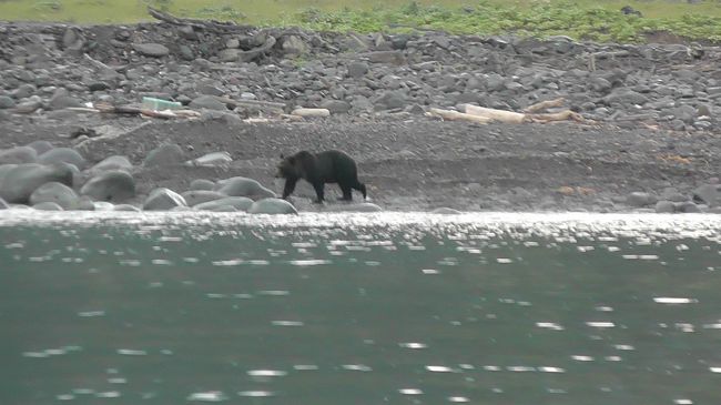 夏休み@雨の知床！！①浜のくまさんを探して』知床・ウトロ
