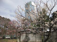 芝公園の梅です。結構咲いていました。