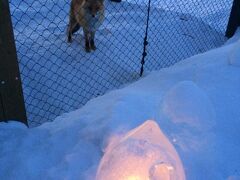 日暮れになってきた。キタキツネ。
雪あかりの動物園というイベントで氷でできた器に入れたキャンドルライト。