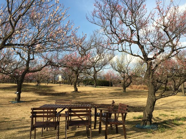 本日2月14日。<br />再びフラワーガーデンへ。入場無料だなんて嬉しい限り！