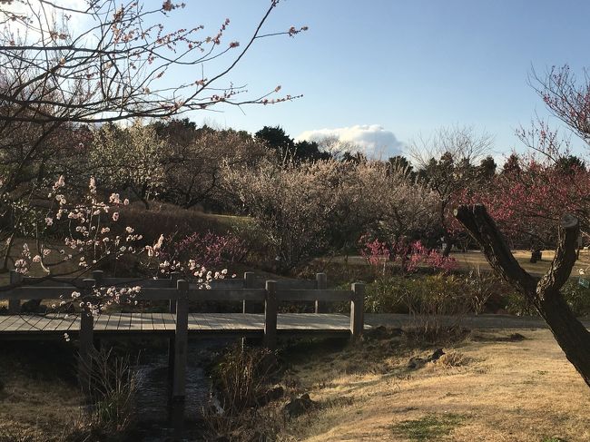 お弁当を持って行くにも最適です。<br />週末はパン屋さんや小田原おでんとか移動販売車がやってきます。今日はパン屋さんでスコーンを買いました😊