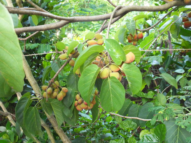 原生植物園を散策 20130623<br /><br />最近気に入ってる散歩コース<br /><br />市民が散歩を楽しむ自然に恵まれた公園です。公園内には池があり、木々も植えられており、溶岩がおかれている場所もあります。中でも水生植物区にはたくさんの水生植物が植えられており、見るだけでも飽きないと思います。水性植物園の隣にある小さい川周辺の景色は私に好きな場所です。左営蓮池潭に渡るは鉄製の橋がかけられていますので、踏切を渡らずに行くことが出来ます。都市森林浴場の隣にあります。<br /><br />アクセス：KMRT生態園区駅から徒歩14分。 