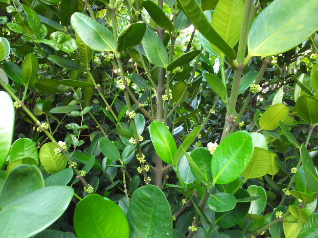 原生植物園を散策 20130623<br /><br />原生植物園の植物