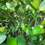 高雄・台北滞在記(原生植物園・牛雑湯・劉家酸白菜火鍋・カラオケ・韓国料理・浪漫一生西餐・日本へ帰国) 2013/6/23-7/18 (4)　