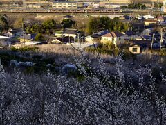 早速見つけましたよ〜\(^o^)／
あたり一面に梅の花が咲き広がる、早春を感じさせる素敵な風景・・・
小田原の曽我梅林にやって来ました〜
