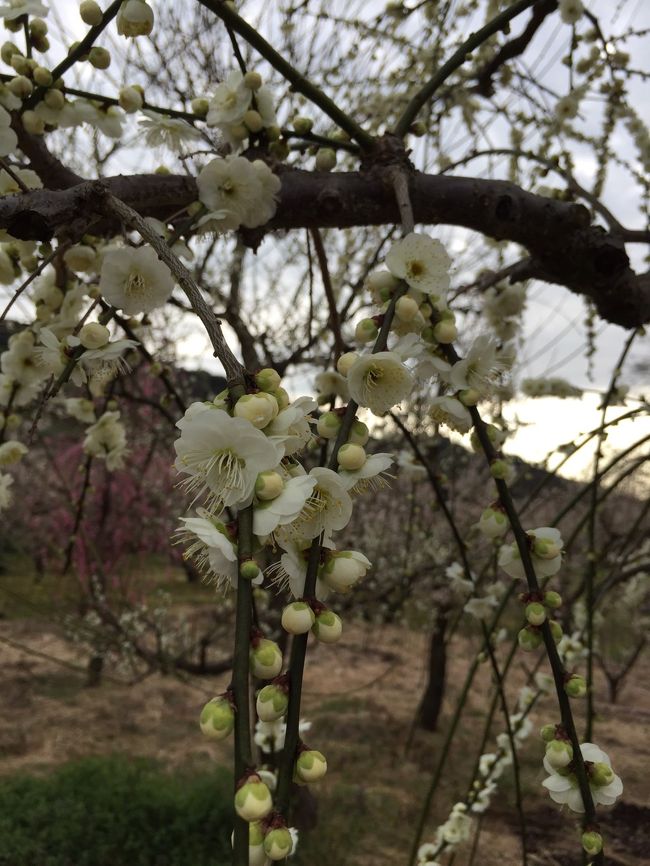 白い枝垂れ梅。枝の緑のせいか緑の梅に見えました。<br />これ、綺麗です！<br />