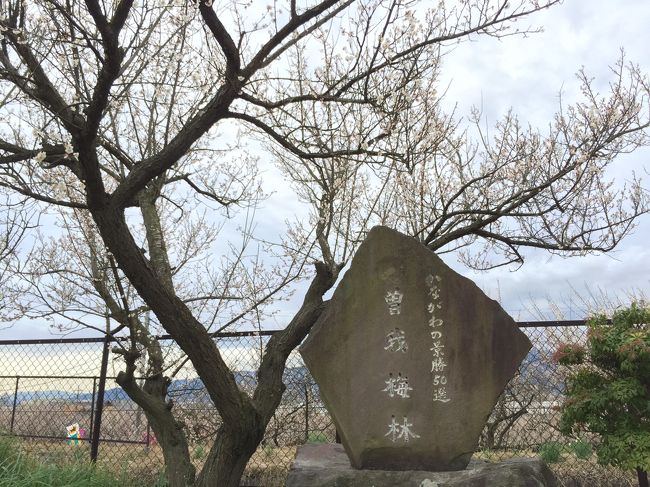 今年は梅の開花が早かったそうです。<br />前日の強風で散り始めた梅もありました。<br /><br />