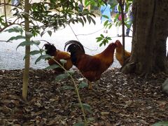 その後、母のご友人夫妻の車で熱田神宮へ。
名古屋には何度も来たことがあるのに、熱田神宮には初めて来ました。

入口あたりにいたにわとり3羽。
時間になるとおうちに帰るのかしら。
