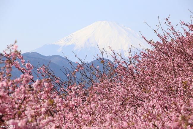 春色に染まる松田山 満開の河津桜と菜の花 富士山もバッチリ 秦野 松田 足柄 神奈川県 の旅行記 ブログ By Morino296さん フォートラベル