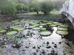 【蓮池潭を散策 高雄 2015/08/25】

涼しくなってきたので、蓮池潭でウォーキングをすることにしました。蓮池潭までは歩くと1時間位かかるので車で行きました。蓮池潭では40分掛けて一周しました。蓮が綺麗でしたので写しました。
