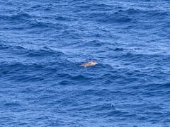 湧出(ワジー) の岸壁から

ウミガメです。
表紙写真を切り抜きました。

残念ながらクジラは見えません。
