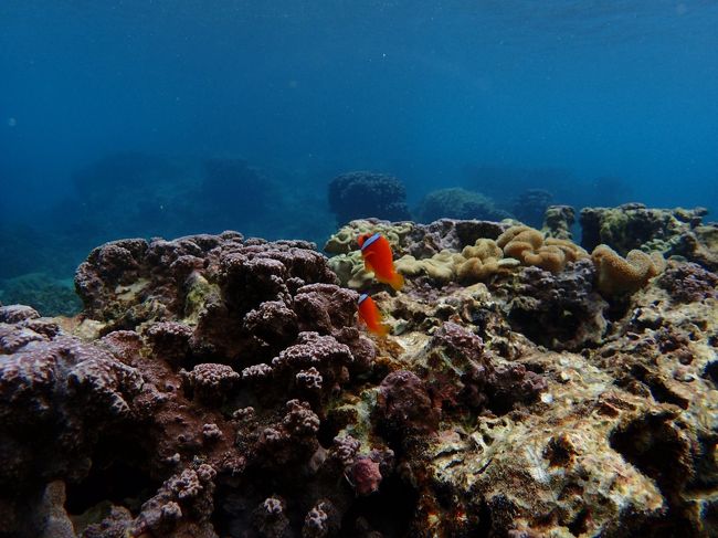 こんな感じで、シュノーケルを楽しんでいたようです。