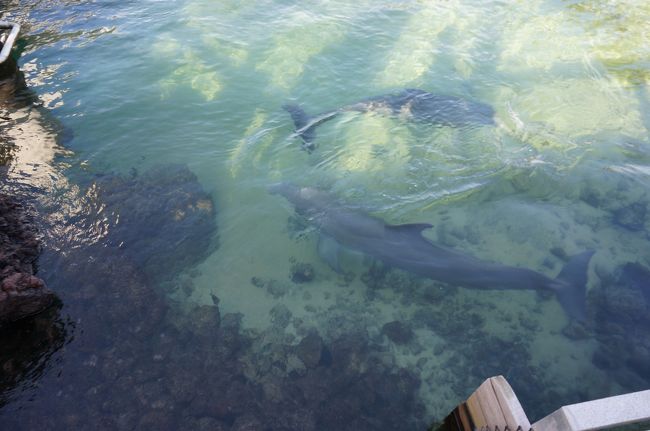ホテルでイルカに会えました。