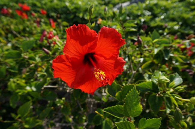 ホテル敷地内、お散歩して<br />結構疲れてしまいましたが。<br /><br />ハワイ島巡るツアーにお昼前から参加。