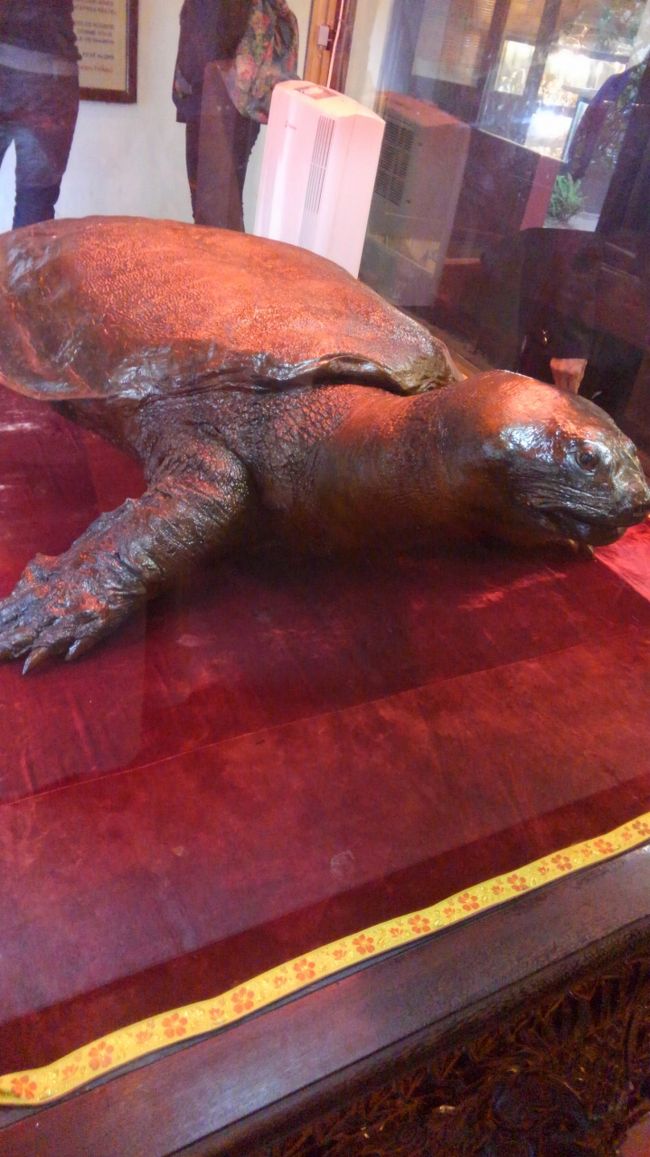 巨大亀にご挨拶♪