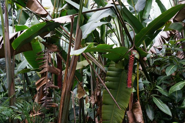 ジャングルでした。<br /><br />