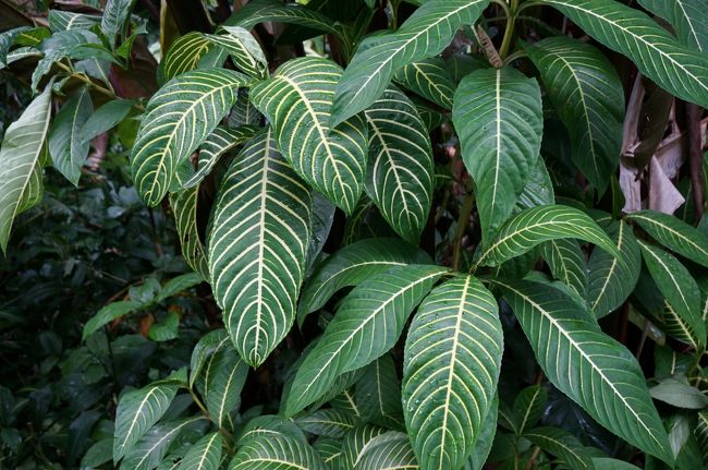 ハワイ島、エリアによって全然違うと<br />ガイドさんが説明してくれていました。<br />ここはほんと熱帯の植物。。