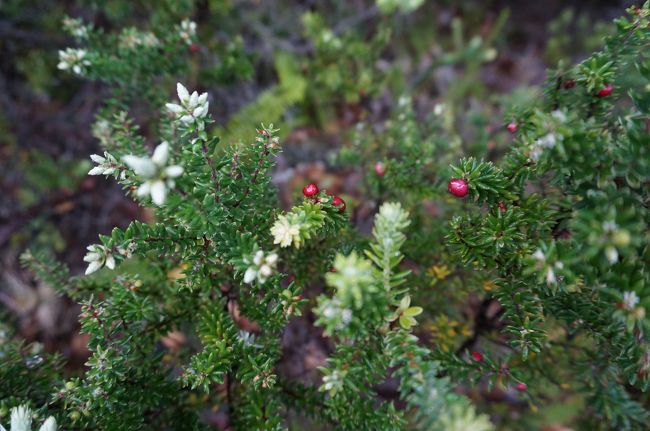 火山帯だからかあまり植物ないエリアも多かったけど<br />赤いのみつけた。