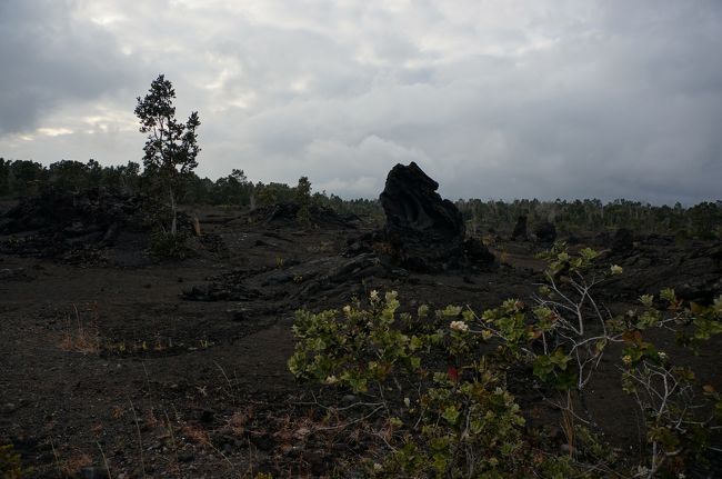 木が燃えて残った溶岩。