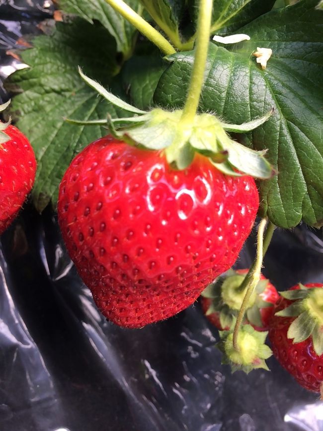 甘くて美味しい。