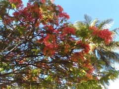 カエンジュ。この花が咲くとニューカレドニアは夏なんだって。日本の桜のようにローカルに愛されてる花だそうです。夕方からダイビングショップでログブックを書く。ビーチ沿いに歩いてホテルまで帰って来た。南半球の星が見えて綺麗でした。
