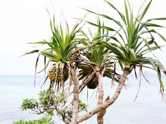 備瀬のフクギ並木

昨日行った伊江島が見える海岸にアダンの実がなっていました。
若いうちは緑だが熟すと黄色くなりパイナップルのように甘い芳香が有ります。
昔は食用になったらしいですがほとんどが繊維質の為、今ではほとんど食べません。