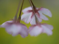 河津川河畔に満開の河津桜。

桜と菜の花のコラボ(その1)
桜の背景を菜の花で
